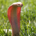 Albino monocled cobra