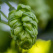 Humulus lupulus