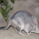 Greater bilby