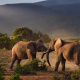 Addo Elephant National Park