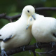 Pied imperial pigeon