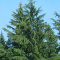 Western Hemlock