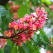 Red Horse Chestnut