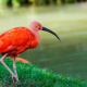 Scarlet Ibis