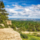 Ponderosa pine