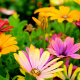 Osteospermum