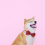 Shiba Inu