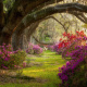 Magnolia Plantation