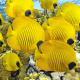Masked butterflyfish