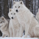 Arctic wolf