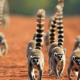 Madagascar