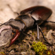 European stag beetle
