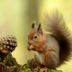 Eurasian red squirrel