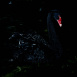 Cygnus atratus
