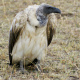 African white-backed vulture