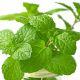 Living Seed Company