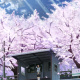 Cherry Blossom (Anime)