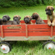 Radio Flyer