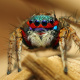 Habronattus