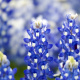 Lupinus