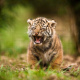 Sumatran tiger
