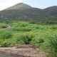 Green Mountain