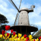 Queen Wilhelmina Tulip Garden