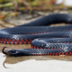 Red-bellied Black Snake