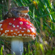 Fly agaric