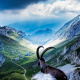 Alpine ibex