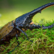 Hercules beetle