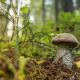 Bolete Mushrooms