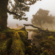 Fanal Forest