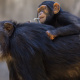Chimpanzee