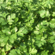Cilantro