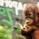 Singapore Zoo