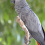 African grey parrot
