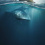 Whale shark