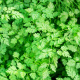 Chervil