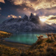 Guanaco