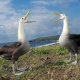 Galapagos