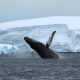 Humpback whale