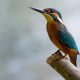 Common Kingfisher