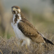 Red-tailed hawk