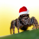 Santa hat