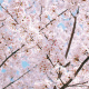 Pink sakura flowers