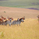 Nyika Plateau