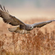 Common buzzard