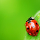 Seven-spot ladybird