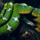 Emerald tree boa